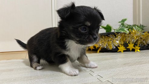 成約済の兵庫県のチワワ(ロングコート)-283686の5枚目